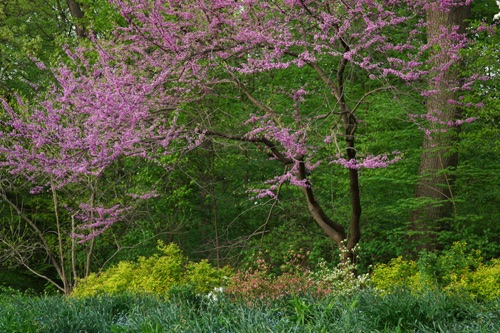 Redbud, Reeves-Reed Arboretum, Union County, NJ (6563SA).jpg